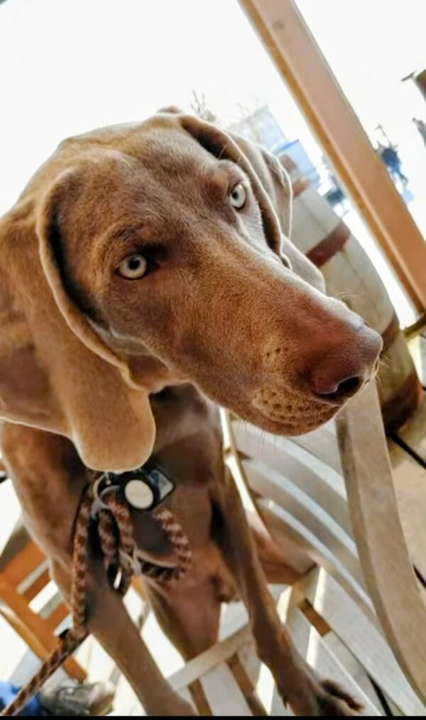 Hund Mags - 14.06.2026