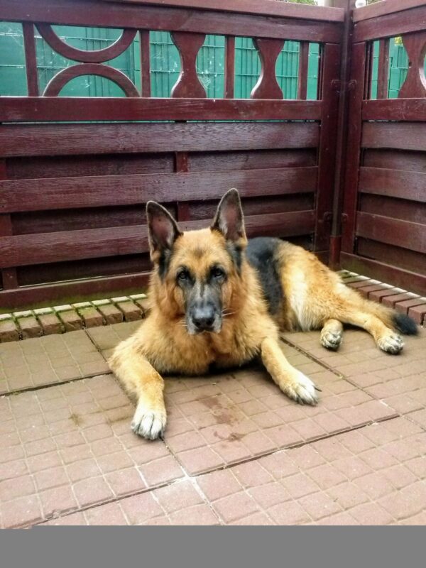 Hund Asta - 08.06.2016