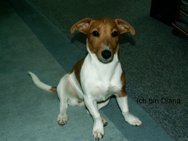 Hund Diana - 05.10.2021