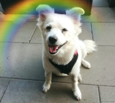 Hund Lisa. Lieschen - 07.06.2022